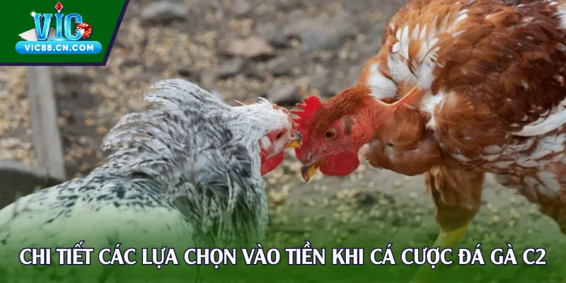 Chi tiết các lựa chọn vào tiền khi cá cược đá gà C2