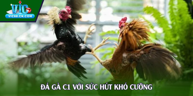 Đá gà C1 với sức hút khó cưỡng