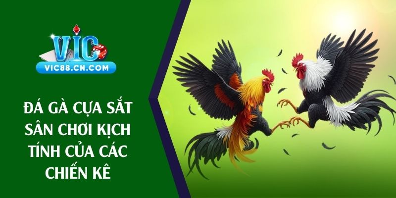 đá gà cựa sắt