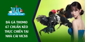 đá gà thomo 67