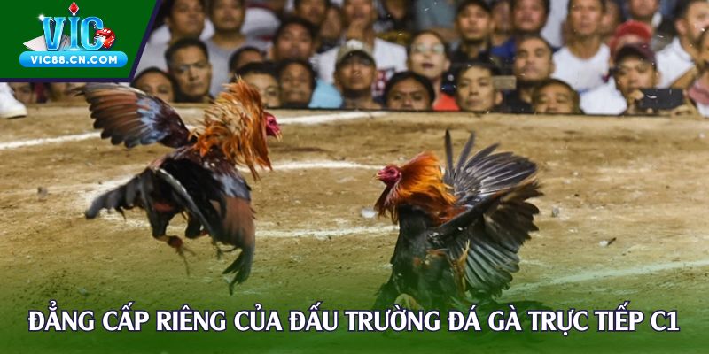 Đẳng cấp riêng của đấu trường đá gà trực tiếp C1