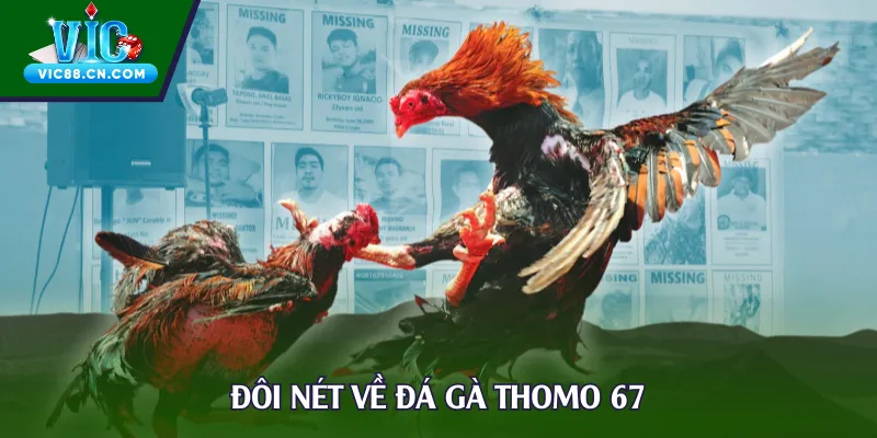 Đôi nét về đá gà Thomo 67