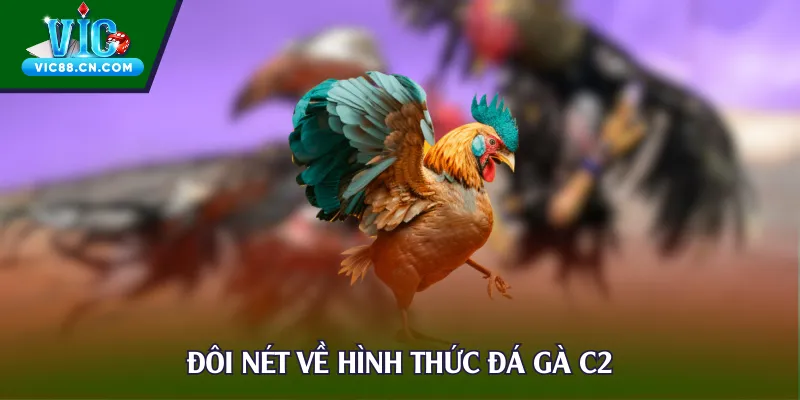 Đôi nét về hình thức đá gà C2