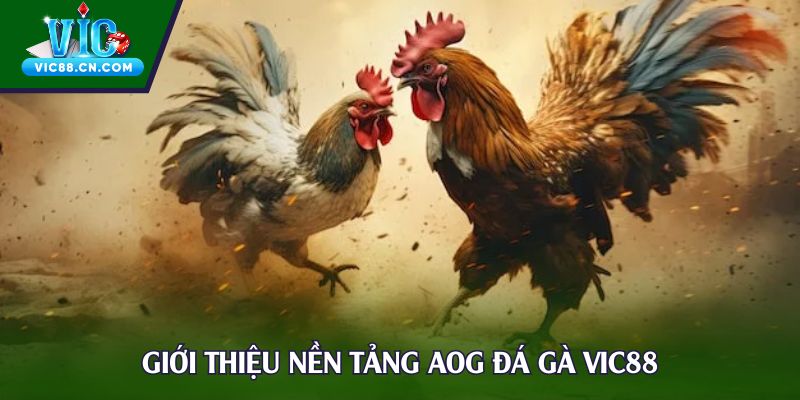 Giới thiệu nền tảng AOG đá gà Vic88