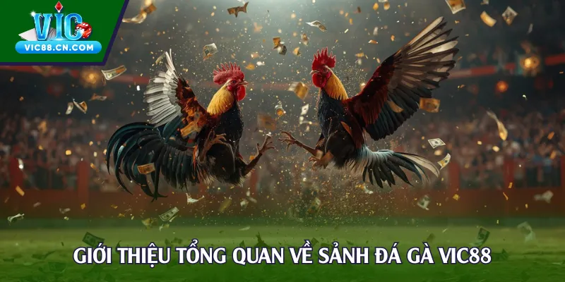 Giới thiệu tổng quan về sảnh đá gà Vic88