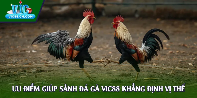 Ưu điểm giúp sảnh đá gà Vic88 khẳng định vị thế